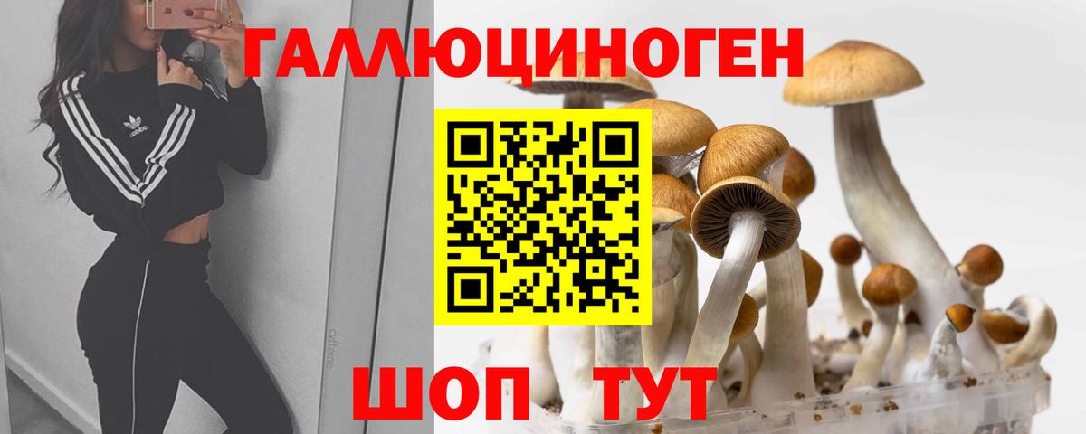 Псилоцибиновые грибы Psilocybe  Вход с VPN  Псилоцибиновые грибы Psilocybine cubensis  Богданович 